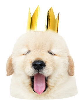 Puppy with gold crown png sticker, transparent background