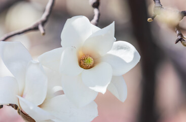 A white magnolia in full bloom. warm sunshine - mokryeon, kobushi magnolia, Magnolia kobus