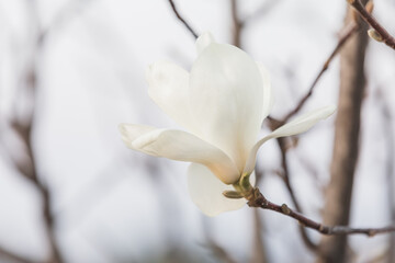A white magnolia in full bloom. warm sunshine - mokryeon, kobushi magnolia, Magnolia kobus
