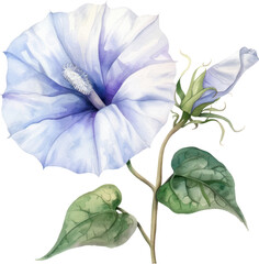 Moonflower watercolor isolate illustration vector.