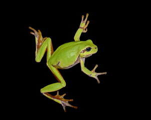 Small green frog isolated. European tree frog isolated on black background, Hyla arborea.