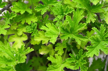 Pelargonium graveolens is an uncommon Pelargonium species. Close up of a rose geranium leaf. Leaves of Pelargonium graveolens