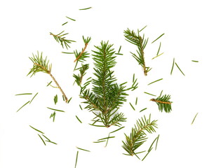 fir needles after christmas isolated over white background