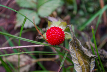Rubus illecebrosus
