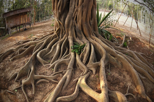 Bodhi tree, Ficus religiosa L., Big tree, Old tree conceptual of life Buddhism