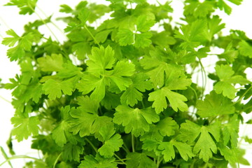 Fresh green Parsley isolated on white background.