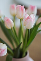 Beautiful pink tulips flowers in bloom with smooth petals macro still