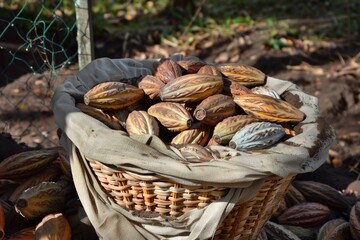 basket of harvested cocoa pods in plantation