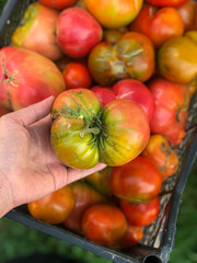 Person holding a tomato, a staple food, in front of a basket of natural foods