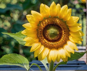 Naklejka premium Enchanting spring vista: sunflowers sway gracefully in the garden, heralding the onset of summer's splendor.