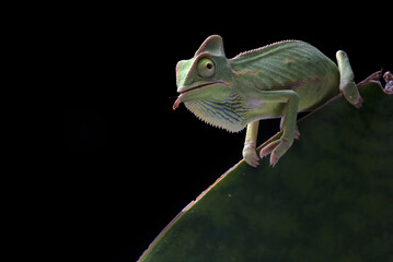 Baby veiled chameleon on a leaf