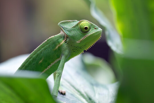 Baby veiled chameleon on a leaf