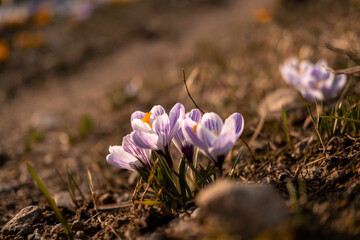 Crocuses