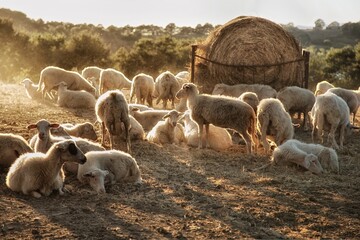 A flock of sheep congregates on the farm, their collective presence emblematic of agricultural...