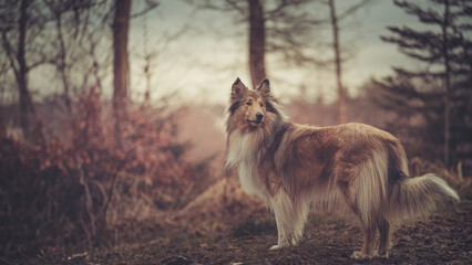 Collie Langhaar sable britisch steht im Wald mit winterlicher herbstlicher Stimmung 16:9