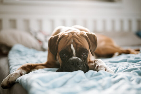 Young cute german boxer dog lying in bed and looking in the camera