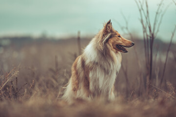 Collie Langhaar sable britisch im Winter ohne Schnee steht in der Natur Portrait schaut nach rechts