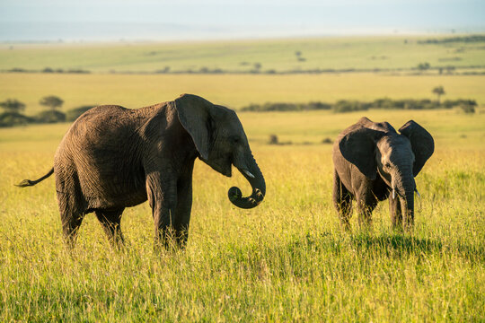 Elephants grazing on the savanna in the Maasai Mara in Kenya.