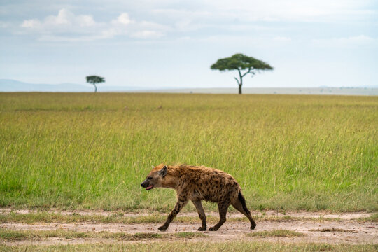 Hyena walking along a dirt road in the Maasai Mara in Kenya.