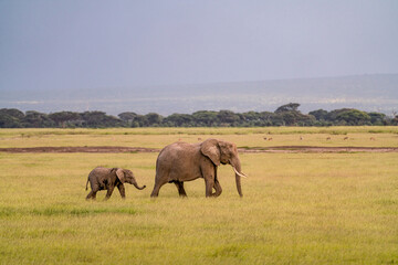 Mother and baby elephant walking in Amboseli in Kenya.