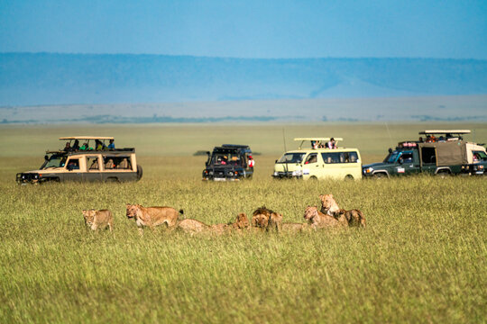 Fototapeta Lions feasting as safari vehicle watch in the Maasai Mara in Kenya