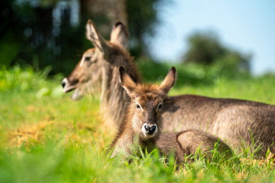 Young waterbuck laying in the grass in Tsavo West in Kenya.