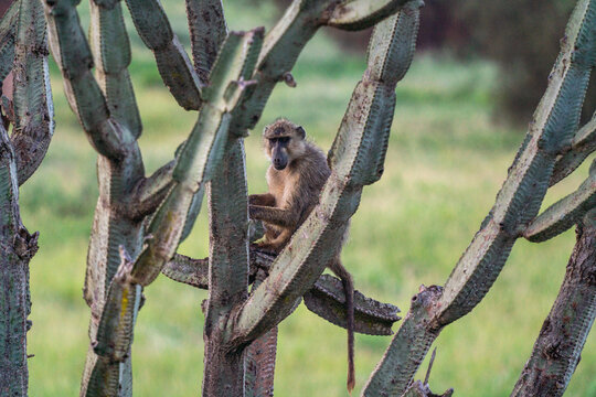 Baboon sitting in a candelabra tree in Tsavo West in Kenya.