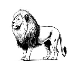 Lion hand drawn vector illustration
