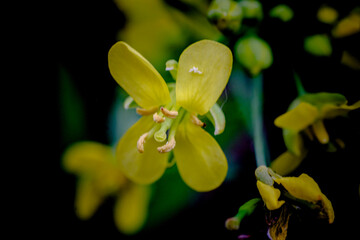 the charm of yellow canola blooms that captivate the heart 