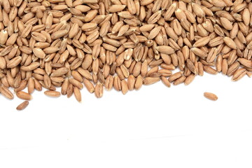 spelt grain isolated on white background