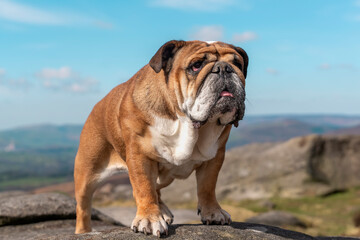 Fototapeta premium Red English British Bulldog Dog out for a walk in mountains against cloudy looking at camera on sunny day