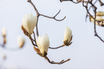 White magnolias are blooming. warm sunshine - mokryeon, Yulan magnolia, Magnolia denudata