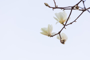 White magnolias are blooming. warm sunshine - mokryeon, kobushi magnolia, Magnolia kobus