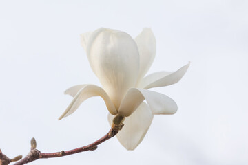A white magnolia in full bloom. warm sunshine - mokryeon, Yulan magnolia, Magnolia denudata © two K
