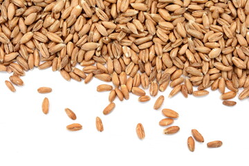 spelt grain isolated on white background