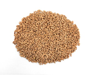 spelt grain isolated on white background