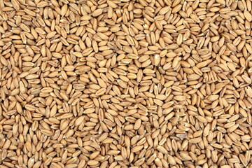 spelt grain as a background