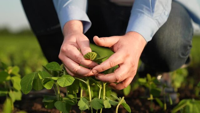 farmer checking hand green seedlings sunset field, business growing plant sprouts, concept healthy harvest fertile soil, hand touching green leaves sprouts, genetic cultivation soybeans, agriculture