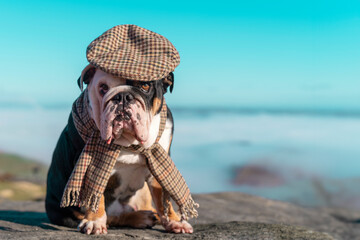 Black tri-color English British Bulldog Dog out for a walk in mountains wearing in English style...