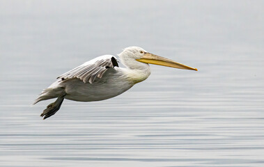 Dalmatian Pelican of Kerkini Lake