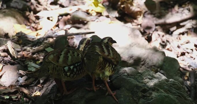 Two individuals seen feeding under the shade of the forest and the one on the left moves away, Bar-backed Partridge Arborophila brunneopectus, Thailand