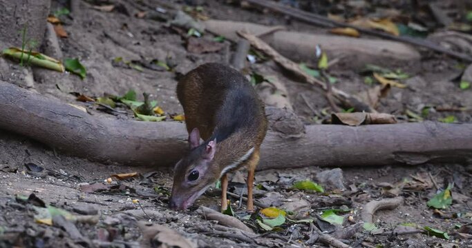 Facing towards the camera as it feeds then moves to the right, Lesser Mouse-deer Tragulus kanchil, Thailand
