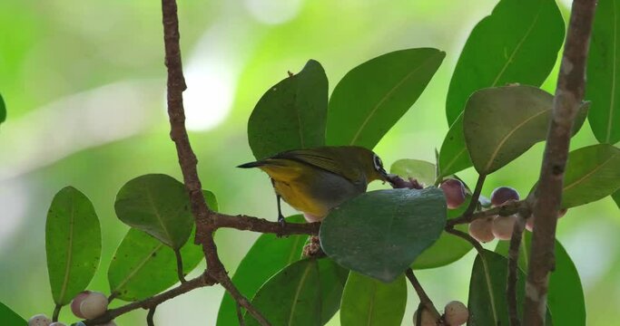 Seen munching and pulling fruits to eat as seen in the foliage of a fruiting tree, Everett's White-eye Zosterops everetti, Thailand