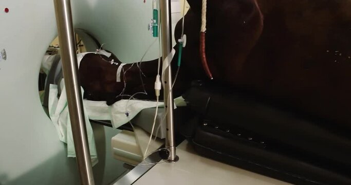 Horse anesthetized, in veterinary clinic, undergoing CT scan, radiology