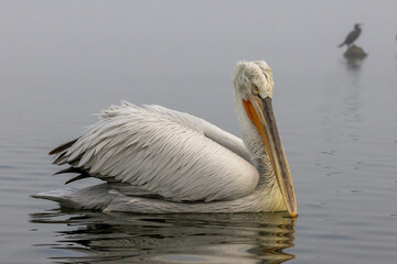 Dalmatian Pelican of Kerkini Lake