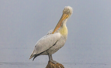 Dalmatian Pelican of Kerkini Lake