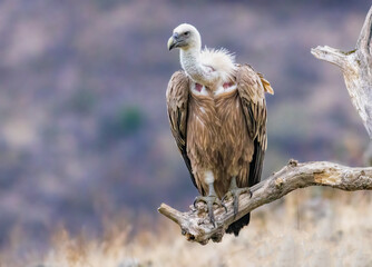 Griffon Vulture (Gyps fulvus) on feeding station