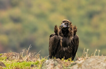 Cinereous vulture sitting on feeding station