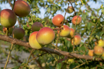 枝で赤く色付いたウメ(Prunus mume)の実