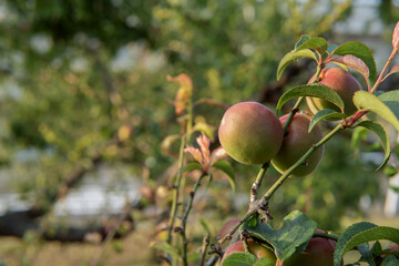 枝のウメ(Prunus mume)の実とコピースペース